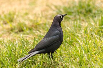 crow on grass