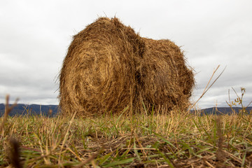 prepared hay bale dries on the field