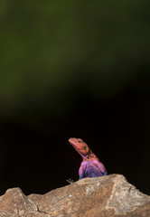 African Rock Agama at Masai Mara GAme Reserve,Africa