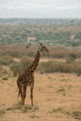 Giraffe standing near the bust at Masai Mara Game Reserve,Kenya,Africa