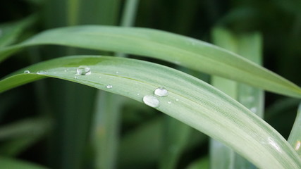 dew on grass