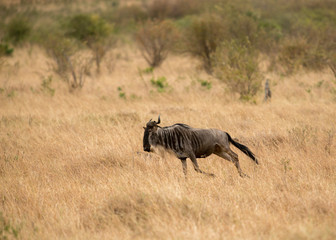 Wildebeest sen during the great migration   at Masai Mara GAme Reserve,Africa