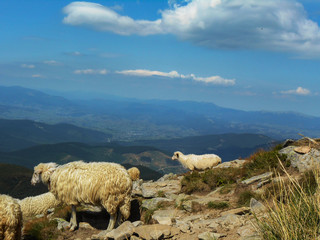 Fototapeta premium Flock of sheep in the mountains. Location of the Carpathians, Ukraine.