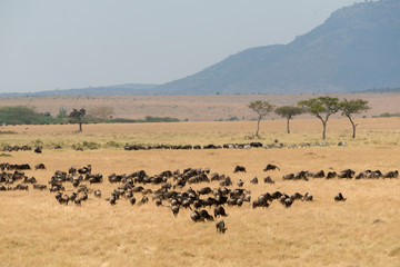 Fototapeta na wymiar Wildebeest sen during the great migration at Masai Mara Game Reserve,Africa