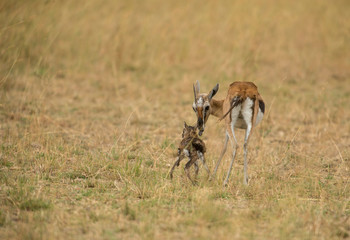 Thomsons gazelle given birth to baby   at Masai Mara Game Reserve,Kenya,Africa