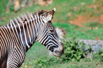 Fototapeta na wymiar Nice zebra grazing in the field