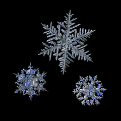 Set of three snowflakes isolated on black background. Macro photo of real snow crystals: elegant stellar dendrites with complex details, hexagonal symmetry, flat arms and intricate inner structure.