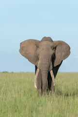 Obraz premium African Elephant at Masai Mara GAme Reserve,Africa