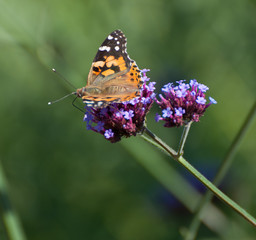  painted lady butterfly on verbena bonariensis