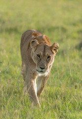 Naklejka na ściany i meble Lioness walking on the forest Trail at Masai Mara Game Reserve,Kenya,Africa