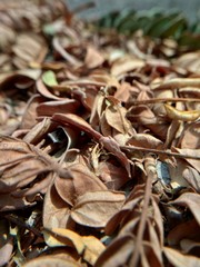 close-up of dry leaves scattered on the road with a background blur