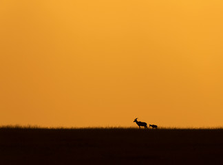 Topi Mother and baby  silhoutte during Sunset at Masai Mara GAme Reserve,Africa