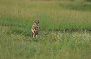 Cheetah walking ina green grass  at Masai Mara GAme Reserve,Africa