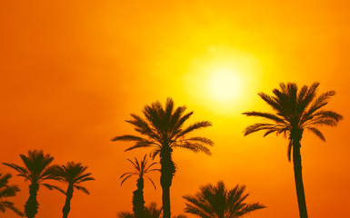 Silhouettes of palm trees against the sky with sunset sun. Beautiful nature background.