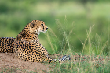 Cheetah sitting on a termite mount at Masai Mara GAme Reserve,Africa