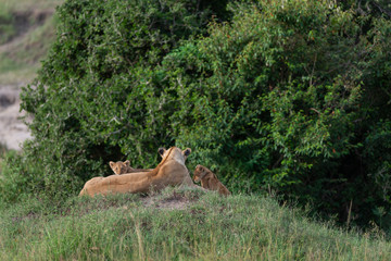 Lioness with two small cubs sitting on a mount at Masai Mara Game Reserve,Kenya,Africa