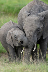 Naklejka na ściany i meble Elephant mother and Baby at Masai Mara GAme Reserve,Africa