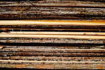 Wood from felled tree