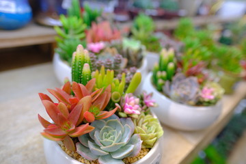Different kinds of Green cactus plant decoration