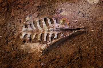 The skeleton of an animal buried in the soil.
