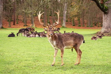 Naklejka na ściany i meble A male fallow deer with large antlers.