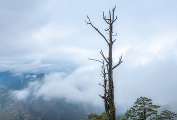 The misty mountains and the trees on the mountains