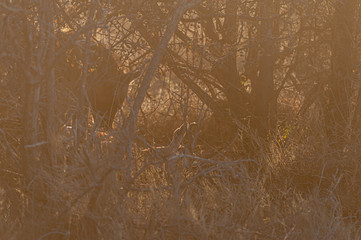 Close-up of a spotted Hyena - Crocuta crocuta- with a prey, seen during the golden hour of sunset in Etosha national Park, Namibia.