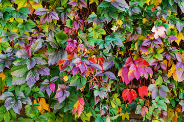 Autumn leaves texture.