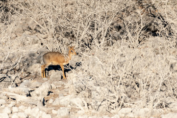 Detail of a small Dik Dik - Madoqua kirkii- hiding in the bushes of Etosha National Park, Nambia.