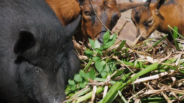 A large black pig and goats eat plant leaves on a farm. Close up.
