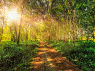 The lonely road in the forest with birch trees and green grass