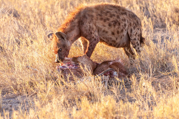 Close-up of a spotted Hyena - Crocuta crocuta- with a prey, seen during the golden hour of sunset in Etosha national Park, Namibia.