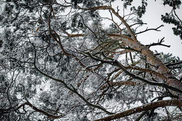 Tree covered with snow.