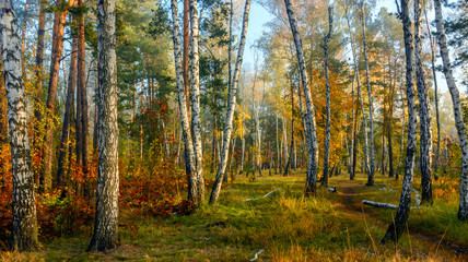 The forest dressed in an autumn outfit. Leaves and grass are painted in autumn colors. Pleasant sunny weather.