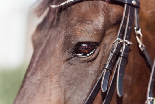 A brown horse head and eye horse closeup.