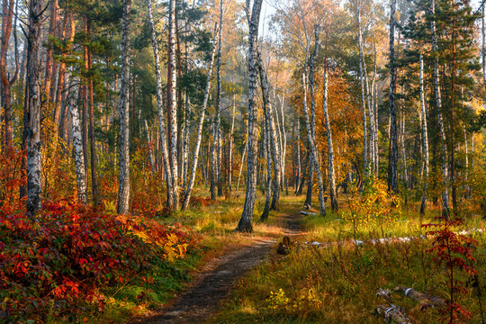 The forest dressed in an autumn outfit. Leaves and grass are painted in autumn colors. Pleasant sunny weather.
