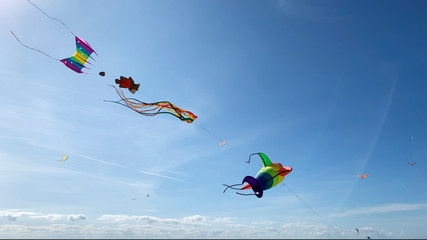 Kites on the background of a blue sky