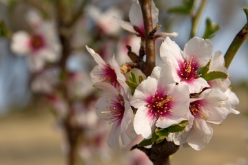 blooming almond