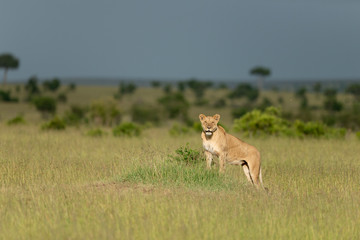 Watchful Lioness Seen at Masai Mara Game Reserve,Kenya,Africa