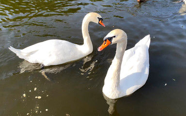 Fototapeta premium Two beautiful white swans swim in the pond