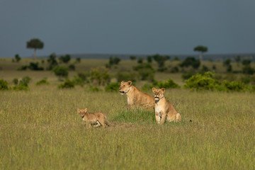 Fototapeta premium Two Lioness and Young Cub Seen at Masai Mara Game Reserve,Kenya,Africa