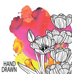 Blooming tulips Figure in vintage style. Engraving , drawing by hand.