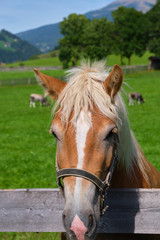 Obraz premium Portrait of a red horse on a green alpine lawn
