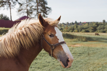 Summer portrait of a thoroughbred horse outdoor on field background. 