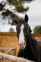 Obraz premium Tête de cheval au dessus d'une barrière