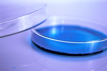 petri dish