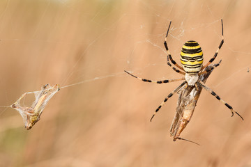 Wasp spider (Argiope bruennichi) with her prey in nature macro with sunset light