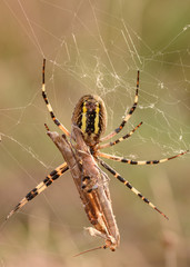 Wasp spider (Argiope bruennichi) with her prey in nature macro with sunset light