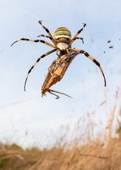 Wasp spider (Argiope bruennichi) with her prey in nature macro with sunset light