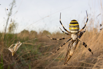 Wasp spider (Argiope bruennichi) with her prey in nature macro with sunset light